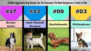 20 Most Aggressive Dog Breeds: Understanding Canine Behavior !