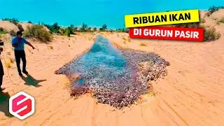 Pertanda Apa ini? Ribuan Ikan Muncul Di Gurun Pasir, Gegerkan Warga Sekitar..