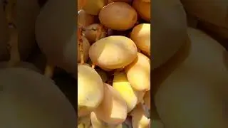 اعراض نقص عنصر الكالسيوم على ثمار صنف المجهول.