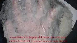 Masa filo sin gluten Lumpias Chino-Venezolanas