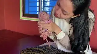 ERD NBorn Mnkey Refused Mom For Kisss Her First Time