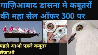 Jila Ghaziabad Dasna Me Kabutro Ki Mha Sale Offer 300 Pr Panjabi Mdrasi |26/11/25