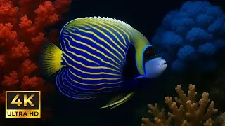 Soothing Coral Reef Night | 4K Live Ocean Sleep Background Wallpaper