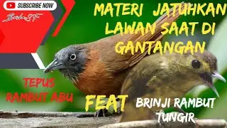 KOMPLIKASI MATERI TEMBAK PUKUL || BRINJI TUNGIR FEAT TEPUS ABU #brishasf #muraibatu #masteranburung