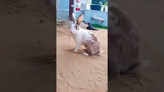 🐰🎀😘#rabbit #ytshort #short #rabbitjump