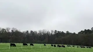Heifers grazing cool-season forages research study in Blackville, SC #farming #foragedrops #forages