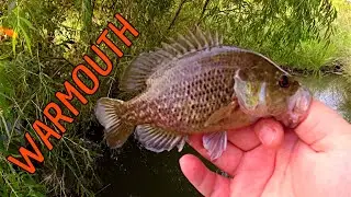 WARMOUTH