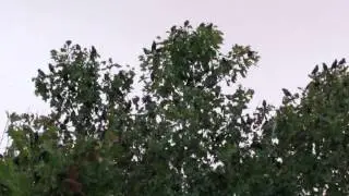 Crazy birds in Granada