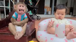 Monkey David takes care of the baby and steals fruit to eat