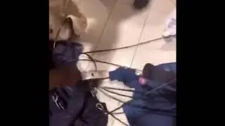 Chicago looting Chicago live stream 8/10/2020
