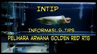 Tips dan trik pelihara ikan arwana golden red dari baby sampai dewasa