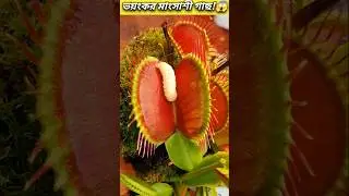 Terrible tree!😱Venus Flytrap.  #venus #facts #shorts
