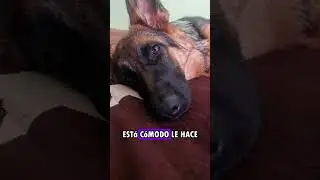 PREOCUPADOS POR LA COMODIDAD DE LA CRIATURA👑🐾! | VIDA DE PERROS
