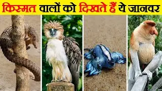 दुनिया के सबसे दुर्लभ जानवर | Most Rarest Animals In The World