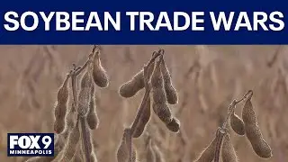 Trade wars cost billions at soybean harvest season