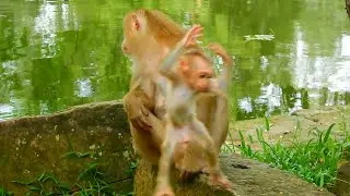 Caught On Camera! Vincent's Hilarious Reaction Will Make You Smile | Nice Clip Baby Monkey