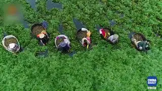 Women row on the lake picking water caltrops