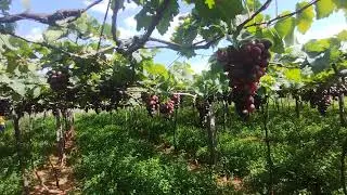 Grape garden near kumily #grape #garden #grapegarden #keralatourism #tntourism #kumily 