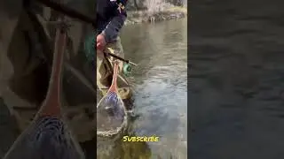 Releasing large Rainbow Trout in California #shorts #shortsvideo #flyfishing #catchandrelease