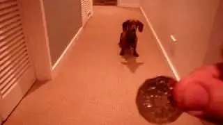 Gracie the coin obsessed Dachshund.AVI