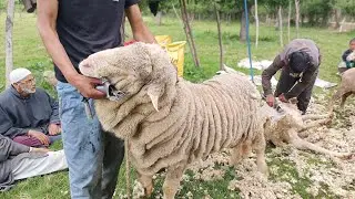 Kashmiri Merino Sheep Farm