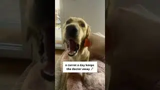 A carrot a day keeps the vet away 🥕 ASMR