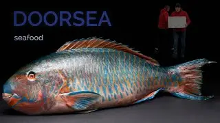 Fresh SeaFood direct supply | DOORSEA