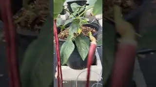 Yard long beans being yard long beans