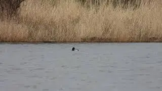 Lesser Scaups - Woodend Loch, Coatbridge - Clyde - 4/3/22
