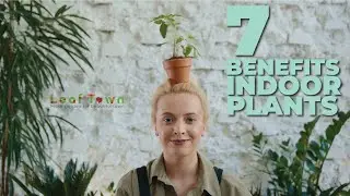 7 benefits of indoor plants I The Health Benefits of Houseplants