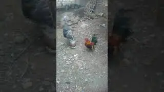 ayam Kate vs ayam Serama