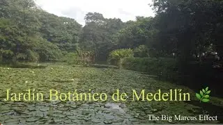 Group Turtle Mating @Botanical Garden of Medell&iacute;n Colombia 🌿🇨🇴