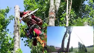 Abbattimento Pioppo Nero in Tree Climbing