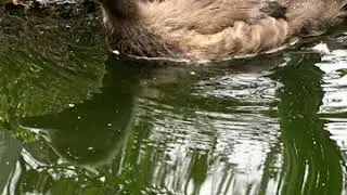 Ein Einblick bei der Aufzucht unserer Mandarinenten