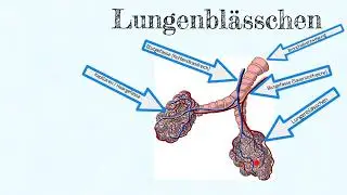 Lungenbl&auml;sschen
