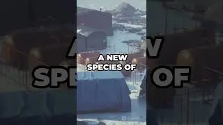 Antarctica Travel Tech Business News #shorts #travel #short #news #trending #shortvideo #viral
