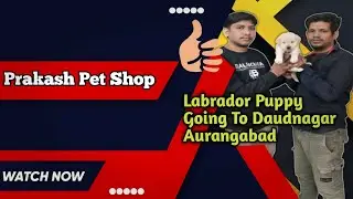 Quality Labrador Puppy Going To Daudnagar Aurangabad Bihar | Pet Shop In Aurangabad Bihar 