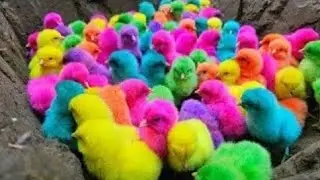 catching cute chickens,rabbits,rainbow chicks,colorful chicken,pigeon,duck,transport cute 🐔2024