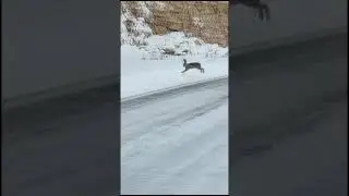 Jumping hare #2024 #nature #hare #rabbit #jumping #funny #shorts #reels #winter #funnyvideo #lol