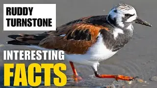 What Are the Most Interesting Facts About  Ruddy Turnstone? | Interesting Facts | The Beast World