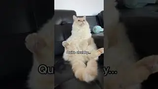 Ragdoll Maine Coon mix cat so fluffy!!! 🥰#ragdollcat #catlover #mainecoon