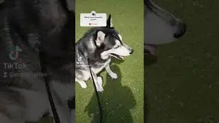When things go wrong, don't go with them. #quotes #husky #dog #mindset