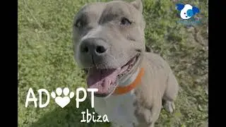 Become a volunteer to walk Potentially Dangerous Dogs at Sa Coma by applying for the PPP license.