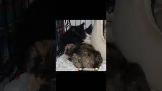 newest foster babies 😍 #fosterkittens #cat #catvideos #kitten #cats #kittens #nwarkansas