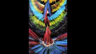 Score a Documentary Short Film : Yanomami Yopo