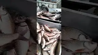 modho Badda wholesale fish market Dhaka #bangladesh #2023 #fish