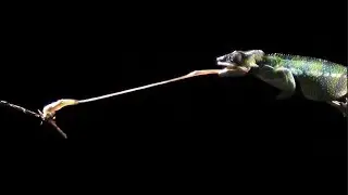 Slow motion chameleon tongue attack! 👅