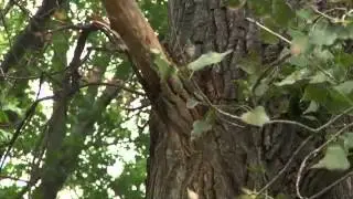 Professional High Limb Rope Chain Saw
