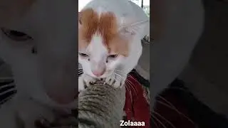 Cat scratch.Scratching is a normal, instinctive cat behavior. Cats have a need to scratch.