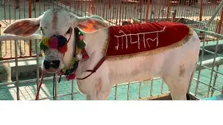 World largest cow hospital in Rajasthan